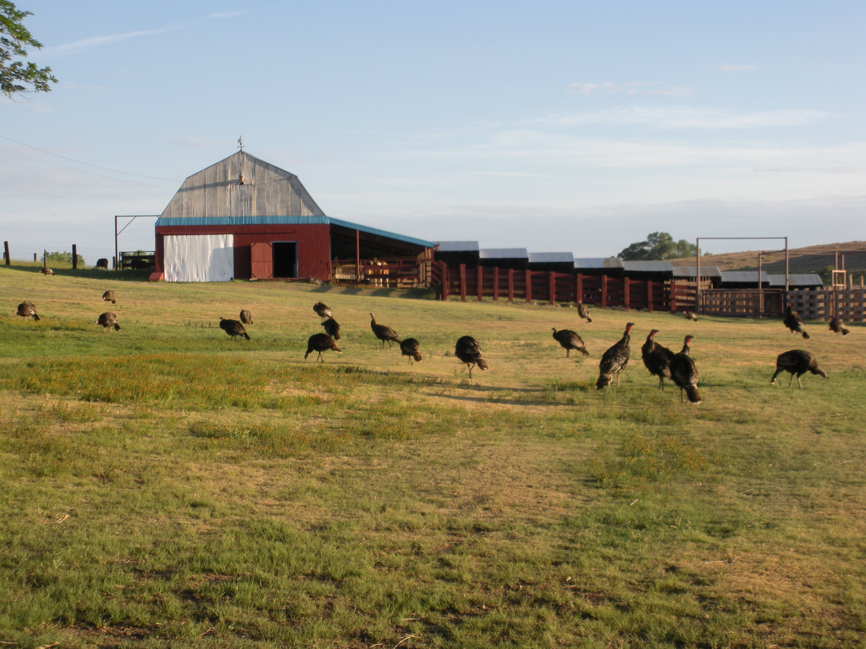 Wild turkeys on the grass in front of the DeHaven Ranch barn