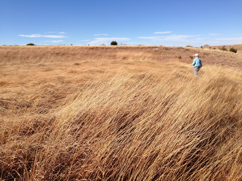 A visitor walking through golden grass beneath a blue sky